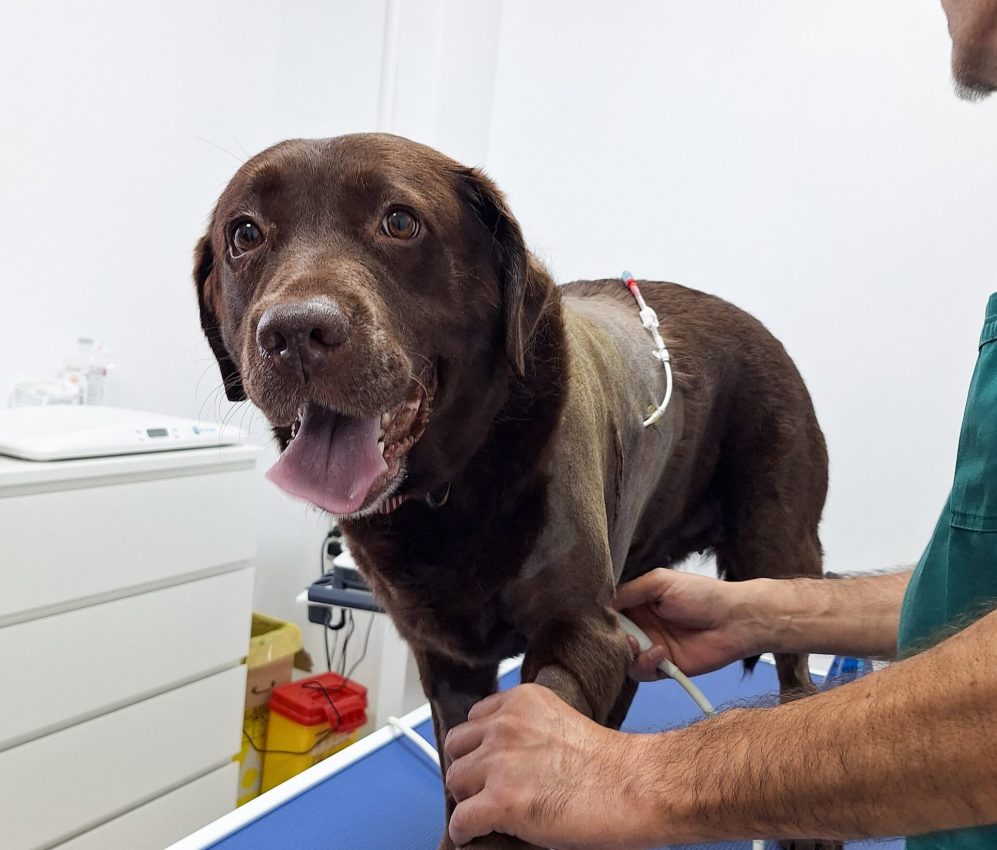 chirurgie oncologica veterinara