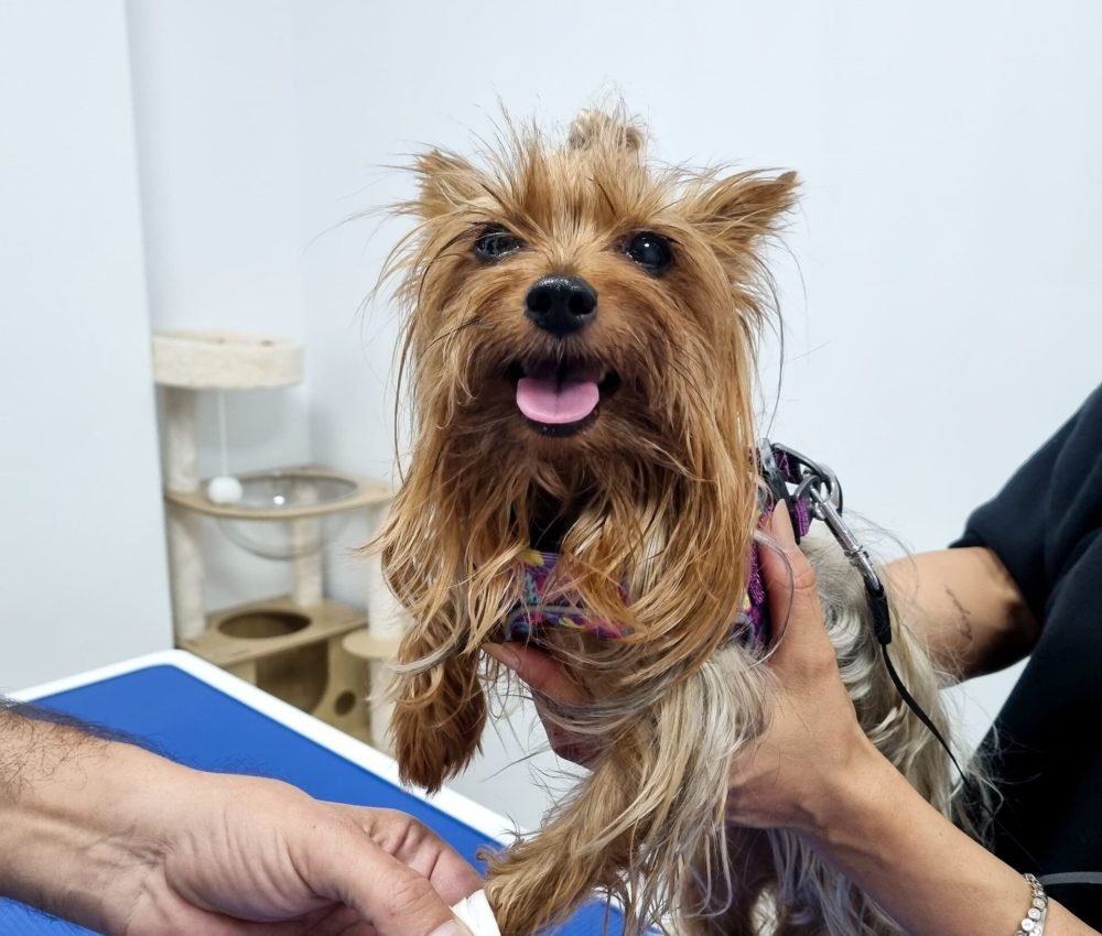 dermatologie veterinara