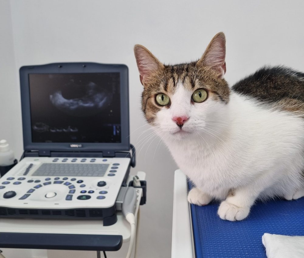 ecografie veterinara