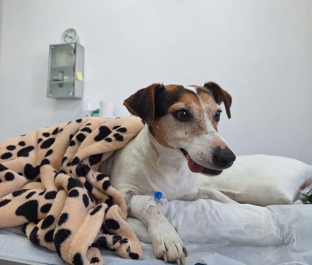 chirurgie oncologica veterinara